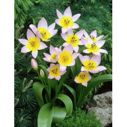 Tulipan Saxatilis - 5 cebulek