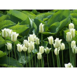 Tulipan Spring Green - 5 cebulek