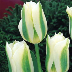 Tulipan Spring Green - 5 cebulek
