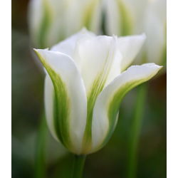 Tulipan Spring Green - 5 cebulek