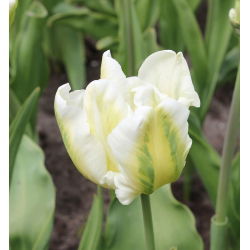 Tulipan papuzi Super Parrot - op. 5 cebulek
