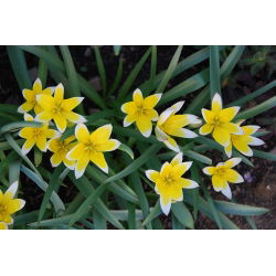 Tulipan Tarda - 5 cebulek