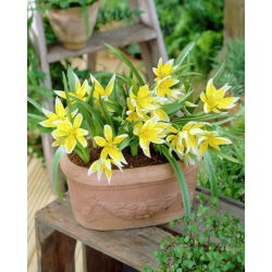 Tulipan Tarda - 5 cebulek