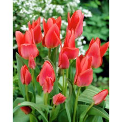 Tulipan Toronto - 5 cebulek