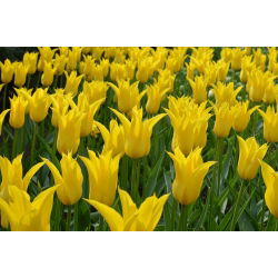 Tulipan West Point  - 5 cebulek