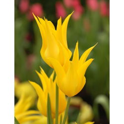 Tulipan West Point  - 5 cebulek
