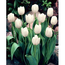 Tulipan White Dream - 5 cebulek