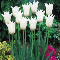 Tulipan White Wings - 5 cebulek