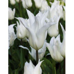 Tulipan White Wings - 5 cebulek