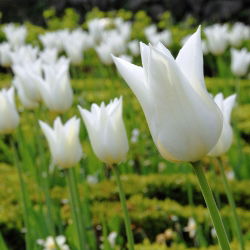 Tulipan White Wings - 5 cebulek