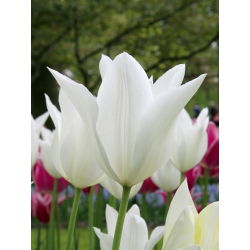 Tulipan White Wings - 5 cebulek