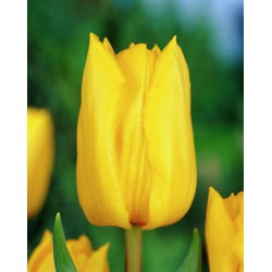 Tulipan Yokohama - 5 cebulek