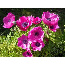 Zawilec Sylphide, Anemon - 40 bulw