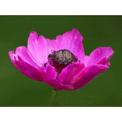 Zawilec Sylphide, Anemon - 8 bulw
