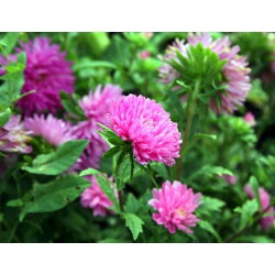 Aster chiński peoniowy różowy - 500 nasion
