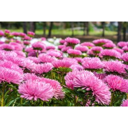 Aster chiński peoniowy różowy - 500 nasion