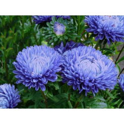 Aster chiński peoniowy niebieski - 500 nasion