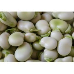 Bób Windsor Biały - 500 gram