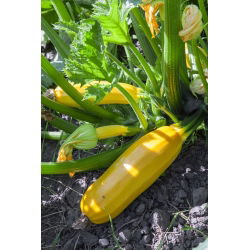 Cukinia Goldena - 27 nasion