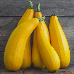 Cukinia Goldena - 27 nasion