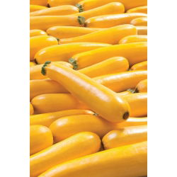 Cukinia Goldena - 27 nasion