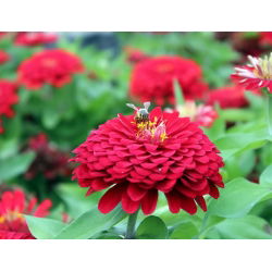 Cynia wytworna daliowa Scarlet Flame - 120 nasion