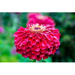 Cynia wytworna daliowa Scarlet Flame - 120 nasion