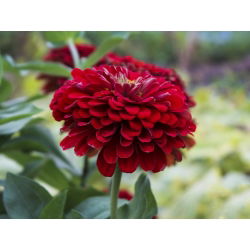 Cynia wytworna daliowa Scarlet Flame - 120 nasion