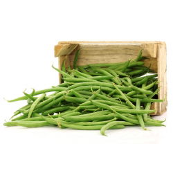 Fasola szparagowa karłowa zielona Saxa - 500 gram - 2000 nasion