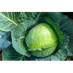 Kapusta głowiasta biała Ditmarska - 480 nasion