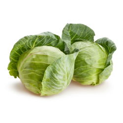 Kapusta głowiasta biała Ditmarska - 480 nasion