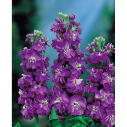 Lewkonia letnia Excelsior fioletowa - 300 nasion