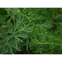 Koper ogrodowy Szmaragd - 100 gram - 65000 nasion