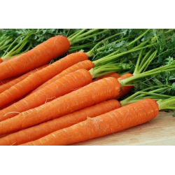 Marchew Koral - 50 gram - 42500 nasion