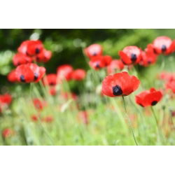 Mak biedronkowy Ladybird - 3080 nasion