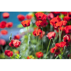 Mak biedronkowy Ladybird - 3080 nasion