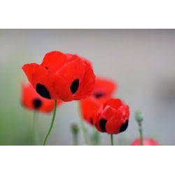 Mak biedronkowy Ladybird - 3080 nasion