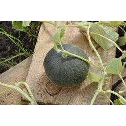 Melon cukrowy Charentais - 90 nasion