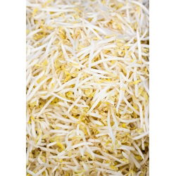 Nasiona na kiełki - Fasola Mung - 250 gram - 5250 nasion
