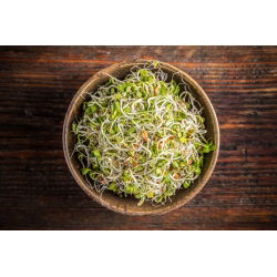 Nasiona na kiełki - Fenkuł