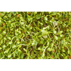 Nasiona na kiełki - Rzodkiewka - 100 gram - 8500 nasion