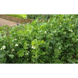 Peluszka, Groch siewny pastewny na poplon - 1000 gram