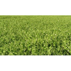 Peluszka, Groch siewny pastewny na poplon - 1000 gram