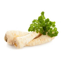 Pietruszka korzeniowa Cukrowa - 50 gram - 42500 nasion