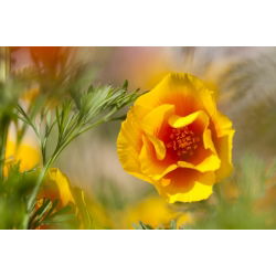 Pozłotka, eszolcja pełna Ballerina - mieszanka - 650 nasion