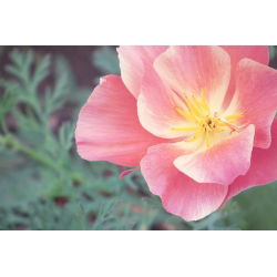 Pozłotka, eszolcja pełna Ballerina - mieszanka - 650 nasion