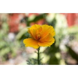 Pozłotka, eszolcja pełna Ballerina - mieszanka - 650 nasion