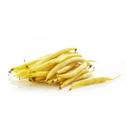 Fasola szparagowa karłowa żółta Złota Saxa - 500 gram - 2000 nasion