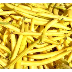 Fasola szparagowa karłowa żółta Złota Saxa - 500 gram - 2000 nasion
