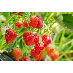 Truskawka Rainbow Treasure F1 - 5 nasion